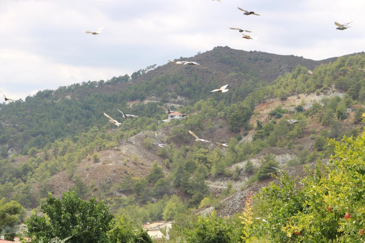 Georgiou Villa In Action Πελένδρι Εξωτερικό φωτογραφία